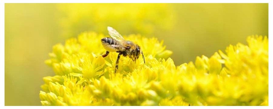 Exceptional honey %separator% Handcrafted and 100% natural
